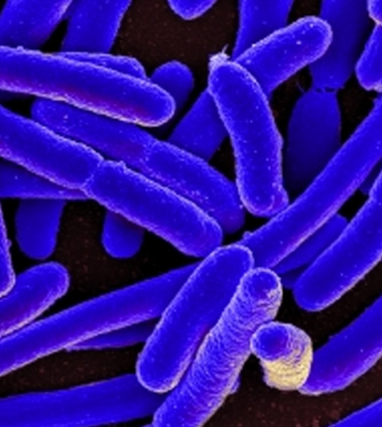 AP 2720 Mikroorganizma Kontrol Ürünü 1